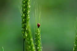 Mieux quantifier le contrôle biologique : lancement du projet Quanticontrol