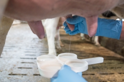 Mieux accompagner les éleveurs pour une mise en place durable du TST chez la vache laitière